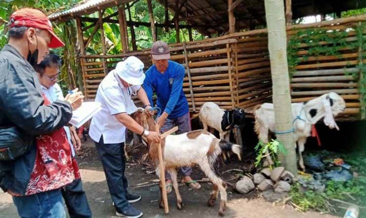 Kalteng Tingkatkan Populasi Kambing Etawa