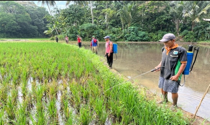 Amankan Produksi Padi Di Banten Kementan Lakukan Gerakan Pengendalian Wereng Coklat